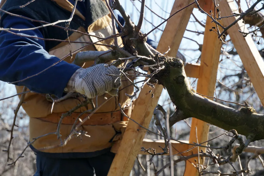 Experienced Tree Pruning Byron, GA Experienced Tree Pruning Byron, GA
