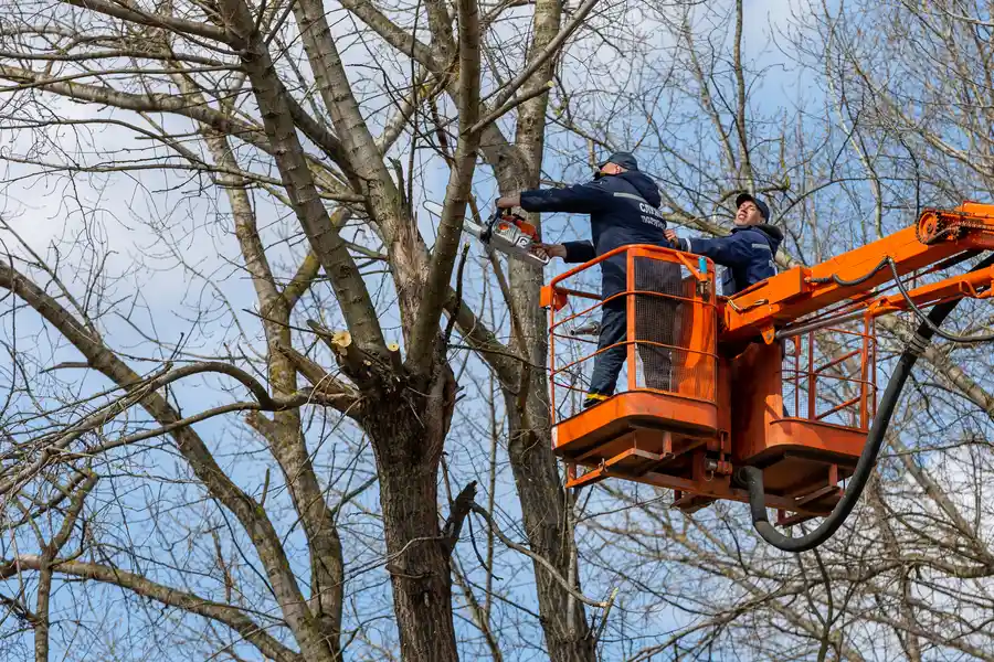 Expert Tree Removal Byron, GA Expert Tree Removal Byron, GA