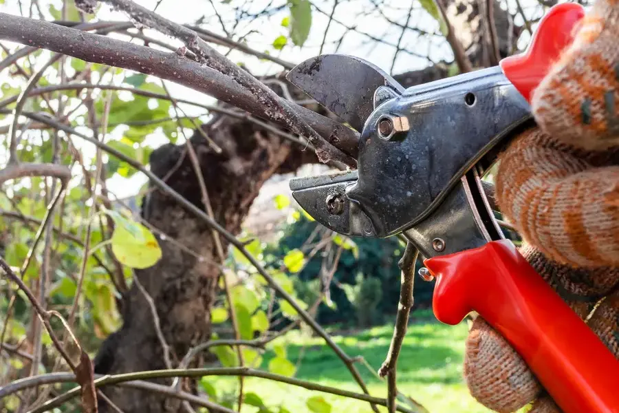 Local Tree Pruning Byron, GA Local Tree Pruning Byron, GA