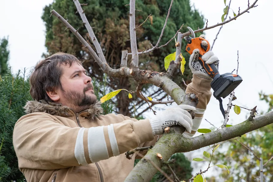 Reputable Tree Pruning Byron, GA Reputable Tree Pruning Byron, GA